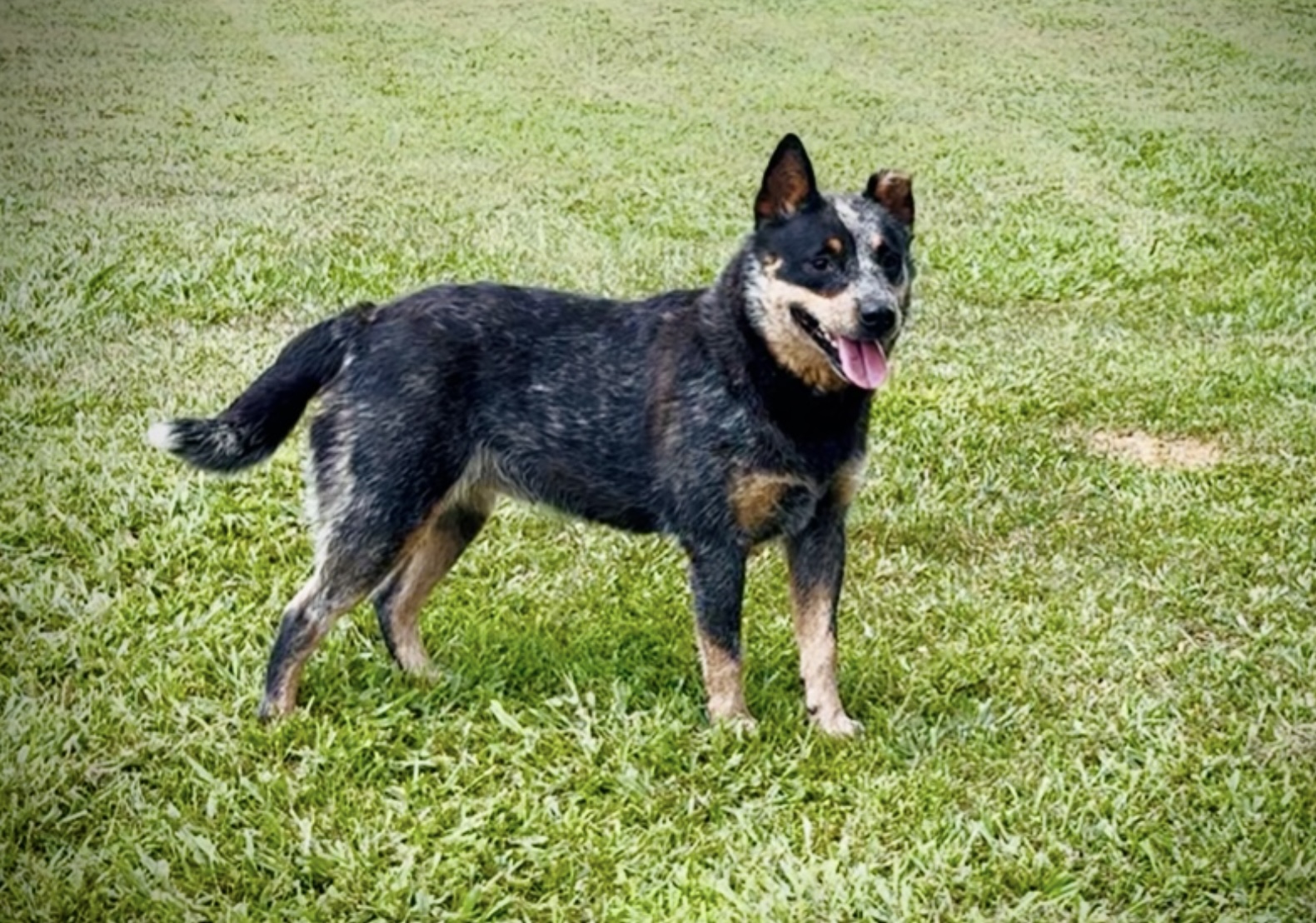 Australian Cattle Dogs | Johnson City TN